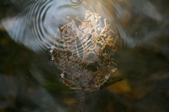 IMG_2324a